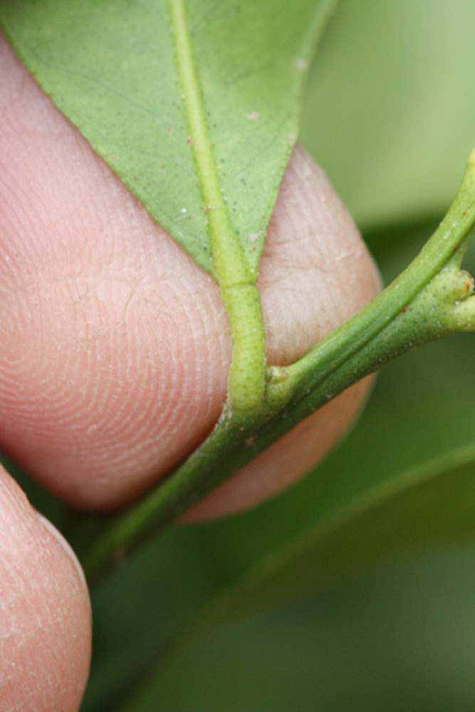              Petiole (Riverside, CA)       